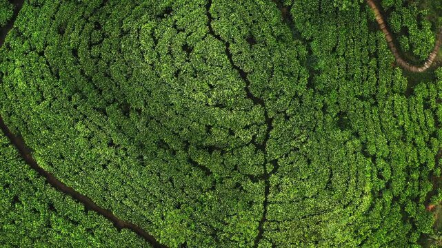Aerial View of a Lush Green Tea Plantation in Sri Lanka
