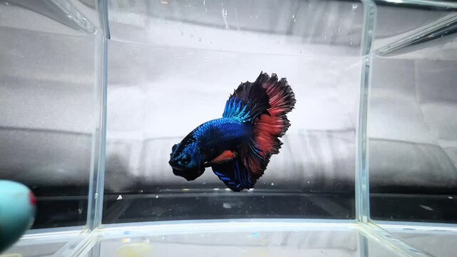 Beautiful blue and red Siamese fighting fish swimming gracefully inside a clear glass aquarium tank showcasing vibrant colorful fins during this close up wildlife video clip