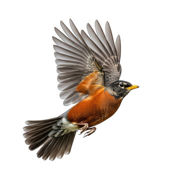 American robin bird flying with wings spread in the air