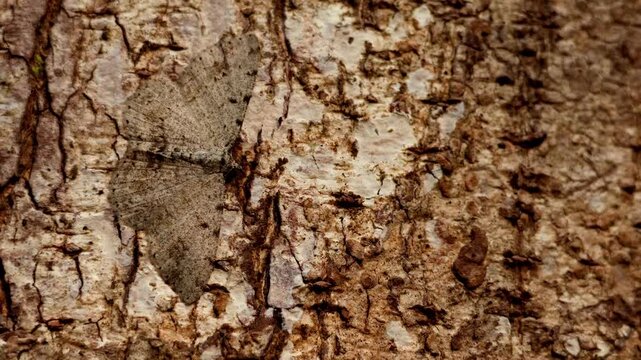 A Geometridae moth rests quietly along a tree branch, using its natural coloration and body shape to blend with the surrounding bark and vegetation.