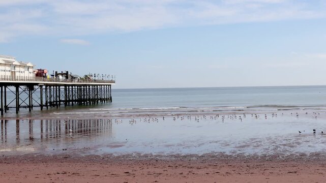 A flock of gulls on a sandy beach at low tide near a pier. Paignton, Devon, England. UK