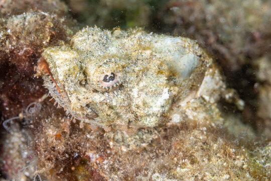 Indonesia, North Sulawesi, Lembeh, Devil Scorpionfish (Scorpaenopsis diabolus)