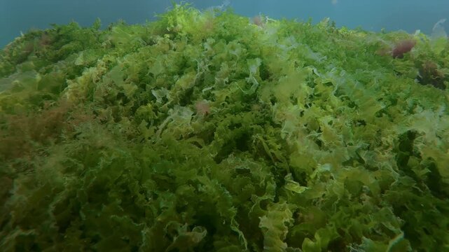 Camera moving along patchy, living carpet of various marine plants: green, brown, and red seaweed species thriving on shallows seafloor in sun glare against vivid turquoise water