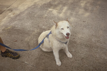 siberian husky dog © Albina