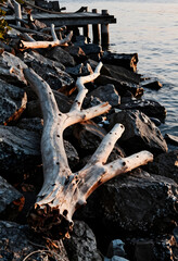Fototapeta premium Nature conservation and environmental sustainability, weathered driftwood on rocky shoreline at sunset with wooden pier in background by calm water