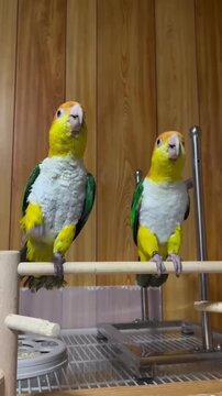 Playful caique parrots dancing together indoors on wooden perch during funny motion video clip capturing adorable pet bird behavior in bright room setting