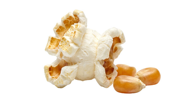 Macro popcorn kernel isolated on white background, crunchy single popped corn piece, unpopped yellow corn kernels food macro photography