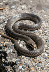 Obraz premium Wildlife conservation and biodiversity brown snake coiled on rocky ground in natural habitat reptile in the wild environmental biology and nature