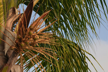 Coconut palm trunk with flowering branches and green fronds outdoors © Alla