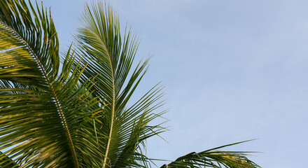 Green palm fronds against clear blue tropical sky © Alla