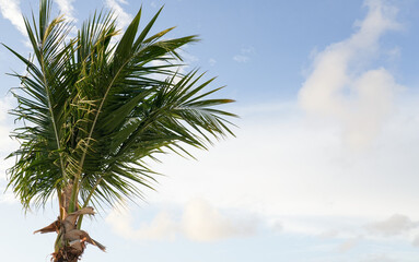 Tropical palm tree with lush fronds against blue sky landscape © Alla