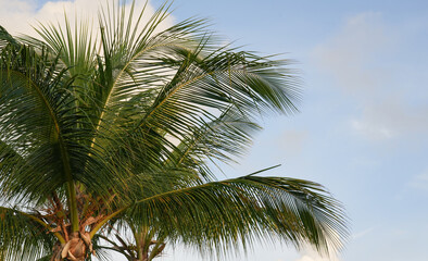 Green palm fronds against blue sky in tropical coastal landscape © Alla