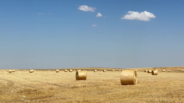 Golden Hay Bales in a Sunny Agriculture Field Under Blue Sky. A scenic, high-angle view of a golden harvested wheat field dotted with large round hay bales under a bright blue sky with sparse white cl