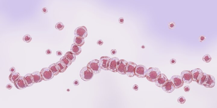 Streptococcus,  streptococci or strep. Group A or B Streptococcus pyogenes Illustration. S. mutans. Photo Stock