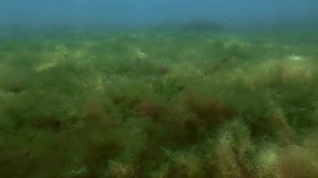 Natural background of submersed Cladophora blanket weed forming soft green carpet across seabed, with swims Atherina fish and floating Aurelia jellyfish under vibrant sunshine and light flare on algae