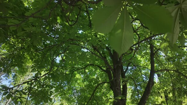 Walking moving forwards under canopy of Aesculus (horse chestnut) trees in bloom, lush green palmate leaves and tall, white flower spikes illuminated by bright sunlight, creating serene woodland