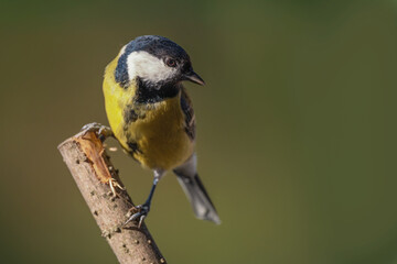 Sikorka bogatka (Parus major)  © Janusz Lipiński