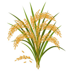 Naklejka premium Fresh organic rice plant stalks with golden grains for agriculture and food design