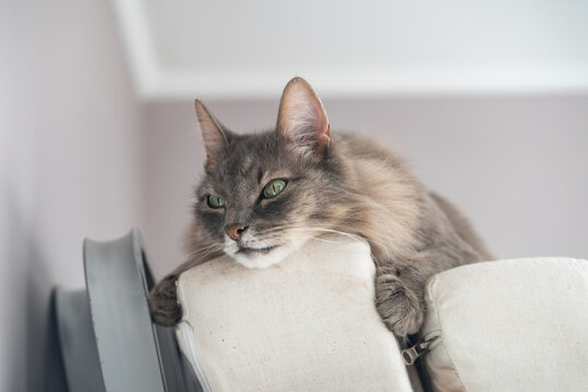 Sleepy gray domestic cat laying on a bed