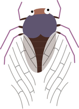 cicada