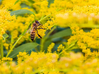 Bee gathers nectar from yellow flowers in a sunlit meadow. Macro nature scene shows pollination and seasonal wildflower detail. Image supports ecology © Maria Moroz