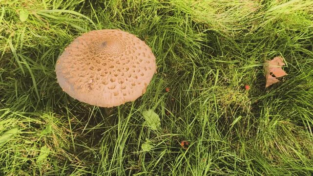 Parasol mushroom showing details of its large scaly cap in a natural setting