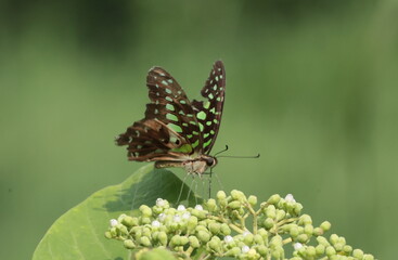 A Tailed Jay butterfly (Graphium agamemnon) perched on green plant buds, displaying its patterned wings against a clean green background © Wilf Nature Hub