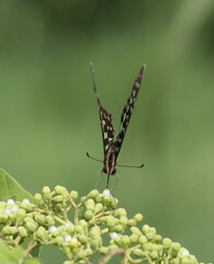 A Tailed Jay butterfly (Graphium agamemnon) perched on green plant buds, displaying its patterned wings against a clean green background © Wilf Nature Hub