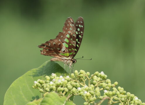 A Tailed Jay butterfly (Graphium agamemnon) perched on green plant buds, displaying its patterned wings against a clean green background