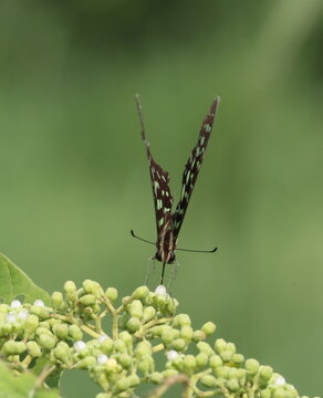 A Tailed Jay butterfly (Graphium agamemnon) perched on green plant buds, displaying its patterned wings against a clean green background