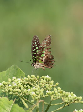 A Tailed Jay butterfly (Graphium agamemnon) perched on green plant buds, displaying its patterned wings against a clean green background