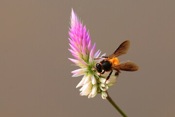 A honeybee harvesting nectar from a wild cockscomb (Celosia argentea) flower spike against a soft blurred background. © Wilf Nature Hub