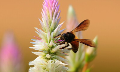 A honeybee harvesting nectar from a wild cockscomb (Celosia argentea) flower spike against a soft blurred background. © Wilf Nature Hub