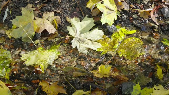 Autumn leaves float softly in shallow, clear water. Dark soil and fallen leaves form a textured, earthy bed. Yellow, green, and brown hues blend in nature's quiet transition