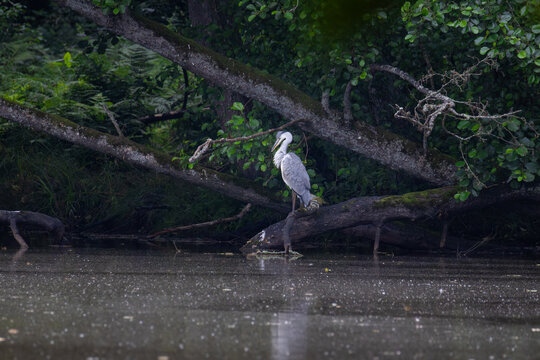 Grey heron puffed up perched on fallen tree trunk at lake shore in forest at dusk