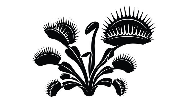 Venus flytrap silhouette against a white background botanical illustration
