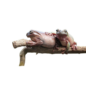 Two Australian whites tree frogs perched together on wooden branch isolated on black background