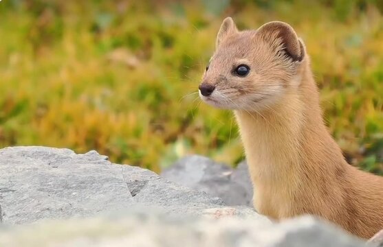 Stoat, a delicate stoat emerging from the wild.