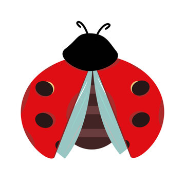 Red ladybug opening wings vector illustration isolated on white background