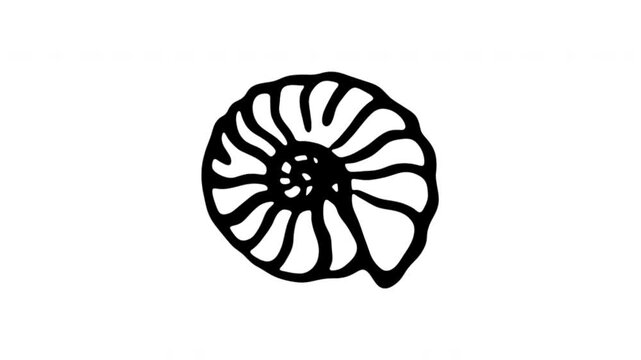 Ammonite Fossil For Natural History Education And Museum Displays Doodle Animation With Alpha Channel. Nautilus Shell And Paleontology Reference. Animated Hand-Drawn Icon For Video Overlay 4K.