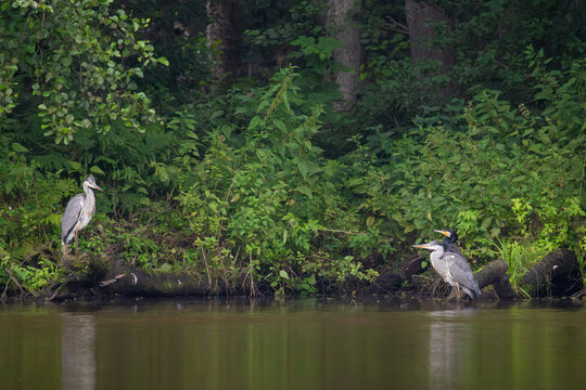 Two grey herons and great cormorant standing on forest lake shore at dusk