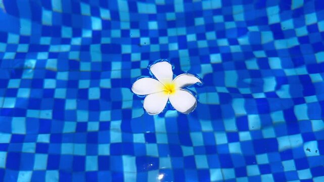 White frangipani flower floating on clear blue swimming pool water with ripples and mosaic tiles, creating a peaceful tropical relaxation background.