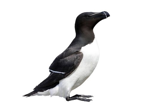 A razorbill standing against a white background