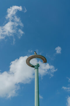 Bird on a lamp