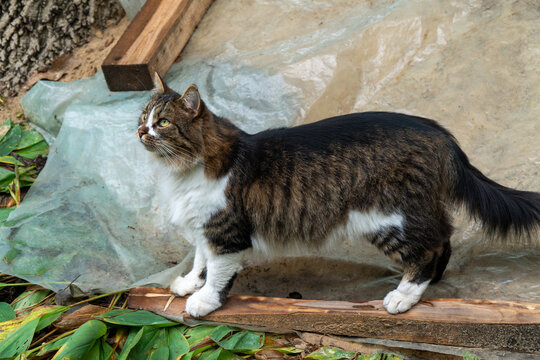 Fluffy tabby cat with white paws standing on a wooden plank outdoors and looking up