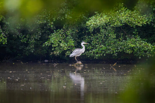 Juvenile grey heron standing on small stone in lake water against green foliage background on overcast day