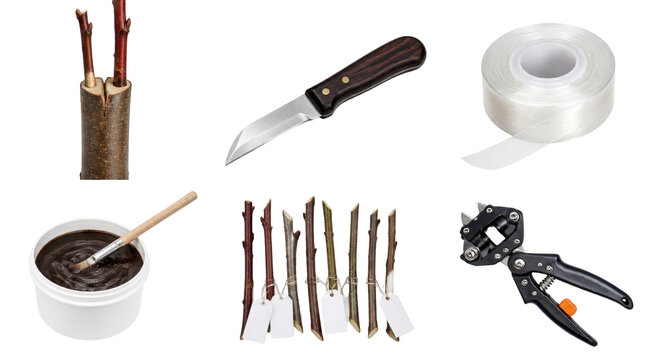 Set of isolated tree grafting tools, scion wood, pruning knife, tape, paste and specialized tool for orchard work and plant propagation