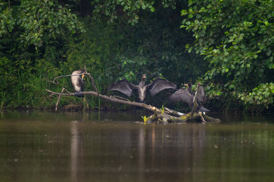 Great cormorants spreading wings to dry feathers on fallen log in lake near forest shore on overcast day