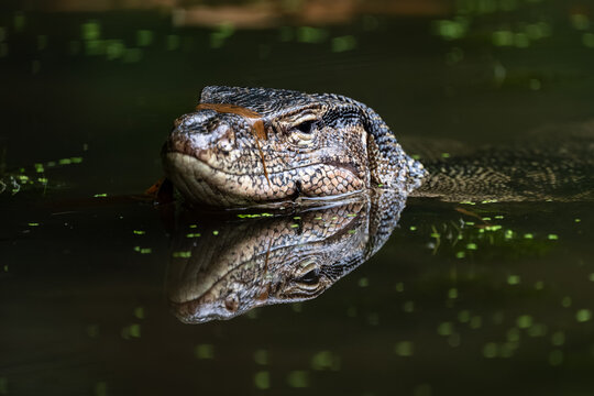 Close-up of a large lizard head emerging from water with reflection