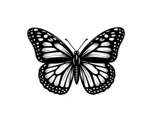Obraz premium Monarch Butterfly Line Art Illustration